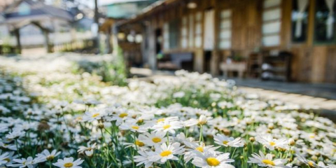 Jak zasadit a pěstovat květiny vytrvalých sedmikrásek v zemi
